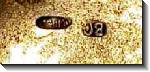 box-rus84-118g-11x7cm-6.jpg